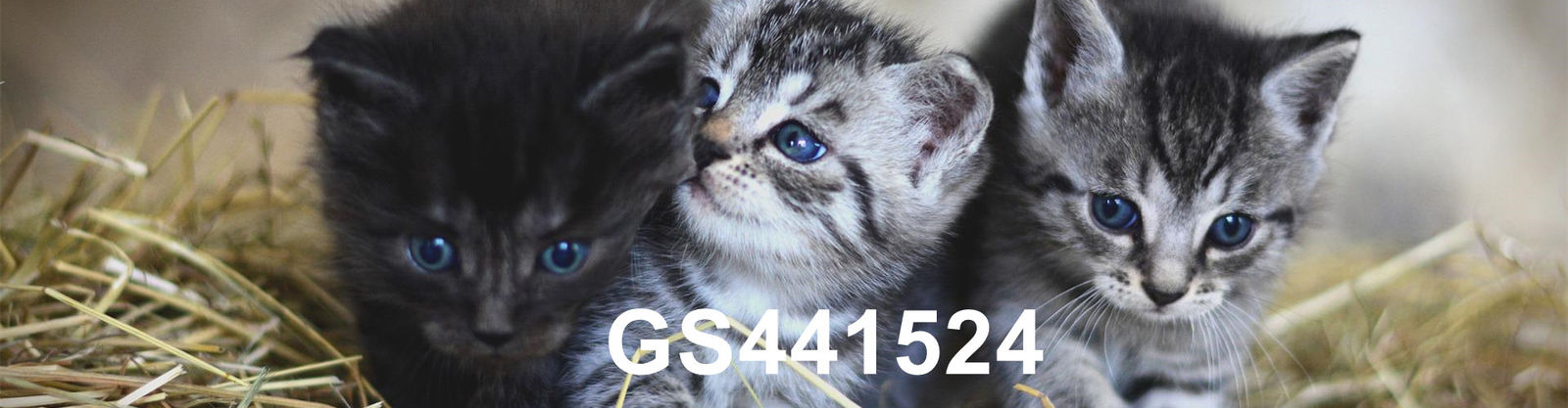 качество GS-441524 фабрика